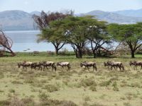 0440 Lake Naivasha -auf Crescent Island - Gnus