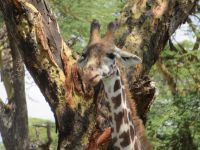 0444 Lake Naivasha -auf Crescent Island - Masai-Giraffe