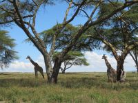 0445 Lake Naivasha -auf Crescent Island - Masai-Giraffen