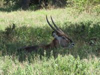 0447 Lake Naivasha -auf Crescent Island - Wasserbock