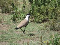 0450 Lake Naivasha -auf Crescent Island - Kronen-Kibitz