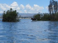 0464 Lake Naivasha -Bootsfahrt zurück zur Lodge