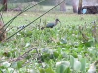 0465 Lake Naivasha -Bootsfahrt zurück zur Lodge - Hagedasch