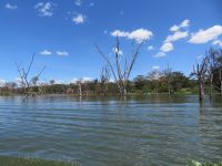 0467 Lake Naivasha -Bootsfahrt zurück zur Lodge