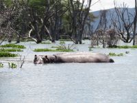 0470 Lake Naivasha -Bootsfahrt zurück zur Lodge - Flusspferde liegen direkt vor der Lodge im See