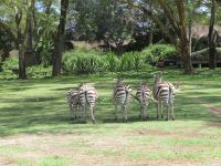 0471 Lake Naivasha - Lake Naivasha Sopa Lodge - Zebras