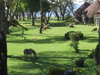 0476 Lake Naivasha - Lake Naivasha Sopa Lodge - Zebras und Wasserböcke direkt an den Zimmern