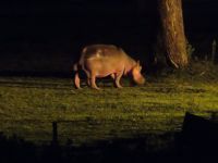 0514 Lake Naivasha Sopa Lodge - Flusspferd beim Fressen auf der Wiese vor den Hütten