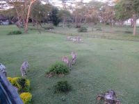 0515 Lake Naivasha Sopa Lodge - Zebras und Wasserböcke beim Fressen auf der Wiese vor den Hütten