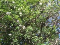 0516 Lake Naivasha Sopa Lodge - Kabokbaum