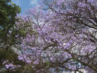 0519 Karen Blixen Museum - Jakarandabaum
