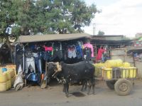 0537 Fahrt zum Amboseli Nationalpark - Impressionen von unterwegs 