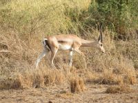 0550 Amboseli Nationalpark - Grant-Gazelle