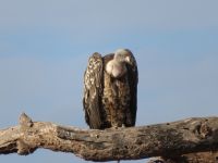 0555 Amboseli Nationalpark - Geier
