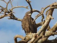 0556 Amboseli Nationalpark - Raubadler