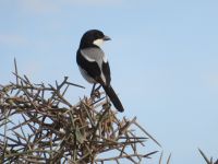 0558 Amboseli Nationalpark - Würger