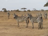 0560 Amboseli Nationalpark - Zebras