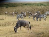 0562 Amboseli Nationalpark - Zebras und Gnus