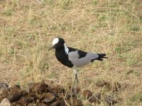 0565 Amboseli Nationalpark - Waffenkibitz