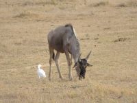 0566 Amboseli Nationalpark - Gnu und Kuhreiher