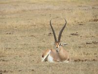 0571 Amboseli Nationalpark - Grant-Gazelle