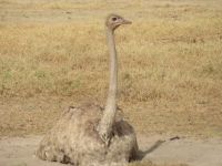 0573 Amboseli Nationalpark - Strauß