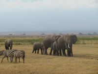 0579 Amboseli Nationalpark - Elefanten und Zebras