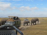 0581 Amboseli Nationalpark - Elefanten gehen direkt zwischen den Autos durch