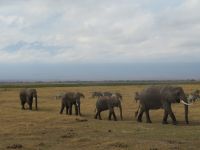 0582 Amboseli Nationalpark - Elefanten