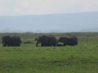 0585 Amboseli Nationalpark - Elefanten im Sumpf