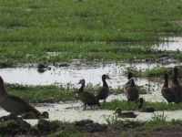 0586 Amboseli Nationalpark - Nilenten im Sumpf