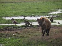 0587 Amboseli Nationalpark - Tüpfelhyäne im Sumpf