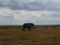 0590 Amboseli Nationalpark -Elefant