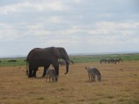 0591 Amboseli Nationalpark -Elefant und Zebras