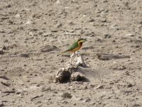 0592 Amboseli Nationalpark -Bienenfresser