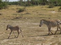 0595 Amboseli Nationalpark - Zebras