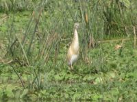 0597 Amboseli Nationalpark - Rallenreiher