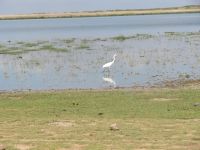 0601 Amboseli Nationalpark - Kuhreiher