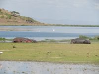 0603 Amboseli Nationalpark - Flusspferde dösen in der Sonne
