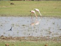 0610 Amboseli Nationalpark - Flamingos
