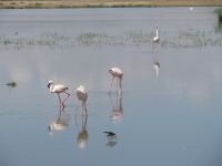 0623 Amboseli Nationalpark - Flamingos