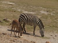 0628 Amboseli Nationalpark - Zebra mit Jungtier
