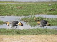 0631 Amboseli Nationalpark - Kronenkraniche