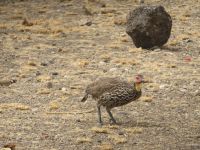 0645 Amboseli Nationalpark - Gelbkehlfrancolin