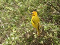0651 Amboseli Nationalpark - Webervogel