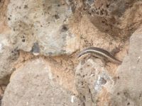 0653 Amboseli Nationalpark -Echse