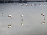 0666 Amboseli Nationalpark - Flamingos