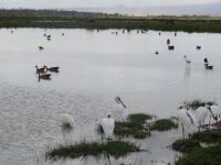 0673 Amboseli Nationalpark - Löffler