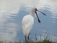 0677 Amboseli Nationalpark - Löffler