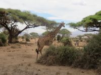 0689 Amboseli Nationalpark - Giraffe